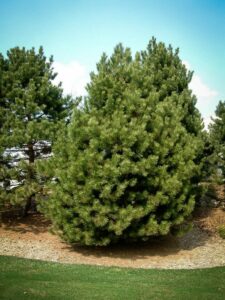 Сосна Чёрная (Pinus Nigra) купить по цене от 270.00р. в интернет-магазине «Посадика» с доставкой почтой в в Можайске и по всей России – [изображение №1].