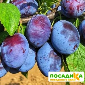 Слива Чачакская ранняя купить по цене от 229.00р. в интернет-магазине «Посадика» с доставкой почтой в в Можайске и по всей России – [изображение №1].