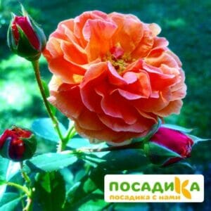 Роза Арабия купить по цене от 350.00р. в интернет-магазине «Посадика» с доставкой почтой в в Можайске и по всей России – [изображение №1].