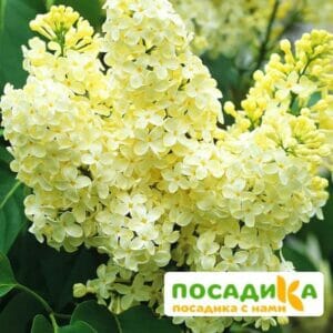 Сирень Примроуз (Primrose) купить по цене от 529.00р. в интернет-магазине «Посадика» с доставкой почтой в в Можайске и по всей России – [изображение №1].