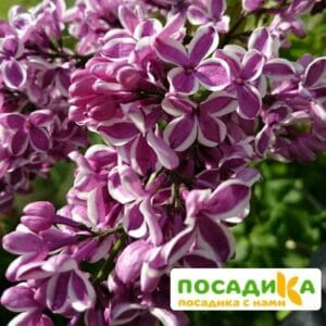 Сирень Сенсация купить по цене от 529.00р. в интернет-магазине «Посадика» с доставкой почтой в в Можайске и по всей России – [изображение №1].