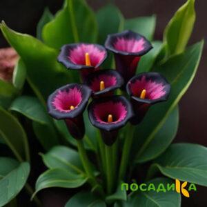 Калла Аура Лейс купить по цене от 400р. в интернет-магазине «Посадика» с доставкой почтой в в Можайске и по всей России – [изображение №1].