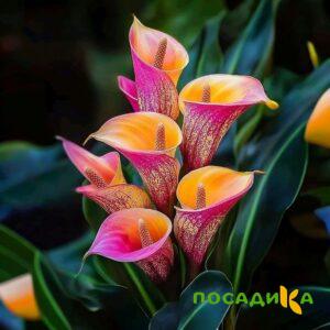 Калла Оникс купить по цене от 450р. в интернет-магазине «Посадика» с доставкой почтой в в Можайске и по всей России – [изображение №1].