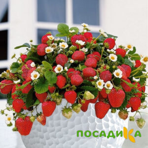 Клубника Рубиновый Шепот (горшечная) купить по цене от 240р. в интернет-магазине «Посадика» с доставкой почтой в в Можайске и по всей России – [изображение №1].