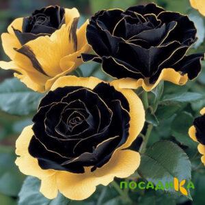 Роза Ханни Сикл купить по цене от 700р. в интернет-магазине «Посадика» с доставкой почтой в в Можайске и по всей России – [изображение №1].