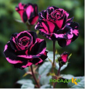 Роза Багровый Шепот купить по цене от 366р. в интернет-магазине «Посадика» с доставкой почтой в в Можайске и по всей России – [изображение №1].
