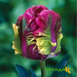 Тюльпан Экзотик Хэвен купить по цене от 186р. в интернет-магазине «Посадика» с доставкой почтой в в Можайске и по всей России – [изображение №1].