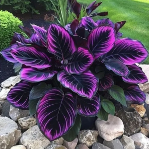 Хоста Люминоза купить по цене от 450р. в интернет-магазине «Посадика» с доставкой почтой в в Можайске и по всей России – [изображение №1].