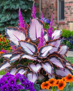 Хоста Кримэн Дрим купить по цене от 549р. в интернет-магазине «Посадика» с доставкой почтой в в Можайске и по всей России – [изображение №1].