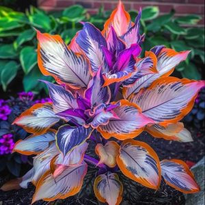 Хоста Эмеральд Тиара купить по цене от 602р. в интернет-магазине «Посадика» с доставкой почтой в в Можайске и по всей России – [изображение №1].