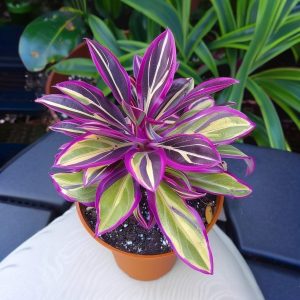 Хоста Сильвер Стик купить по цене от 650р. в интернет-магазине «Посадика» с доставкой почтой в в Можайске и по всей России – [изображение №1].