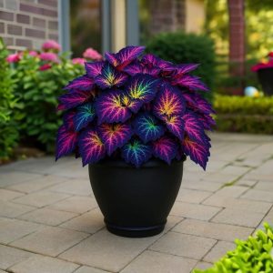 Хоста Фрости Блю купить по цене от 389р. в интернет-магазине «Посадика» с доставкой почтой в в Можайске и по всей России – [изображение №1].