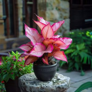 Хоста Розовая Симфония купить по цене от 800р. в интернет-магазине «Посадика» с доставкой почтой в в Можайске и по всей России – [изображение №1].