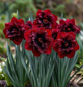 Нарцисс Сапфировый Бриз купить по цене от 3000р. в интернет-магазине «Посадика» с доставкой почтой в в Можайске и по всей России – [изображение №1].