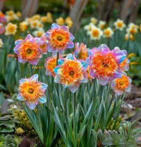 Нарцисс Айвери Дон купить по цене от 3000р. в интернет-магазине «Посадика» с доставкой почтой в в Можайске и по всей России – [изображение №1].