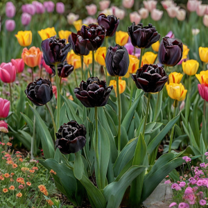 Тюльпан махровый Рейдинс Дарк купить по цене от 230р. в интернет-магазине «Посадика» с доставкой почтой в в Можайске и по всей России – [изображение №1].