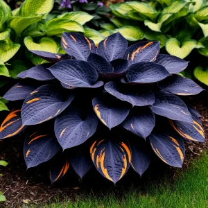 Хоста Умбра купить по цене от 349р. в интернет-магазине «Посадика» с доставкой почтой в в Можайске и по всей России – [изображение №1].