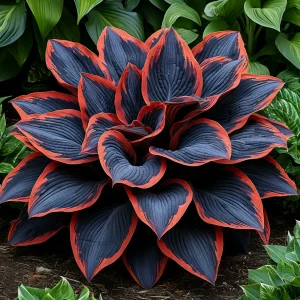 Хоста Солнечный Агат купить по цене от 440р. в интернет-магазине «Посадика» с доставкой почтой в в Можайске и по всей России – [изображение №1].