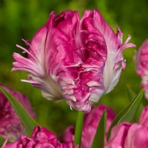 Тюльпан махровый Кул Кристал купить по цене от 400р. в интернет-магазине «Посадика» с доставкой почтой в в Можайске и по всей России – [изображение №1].