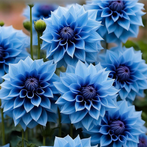 Георгин Вижапе купить по цене от 699р. в интернет-магазине «Посадика» с доставкой почтой в в Можайске и по всей России – [изображение №1].