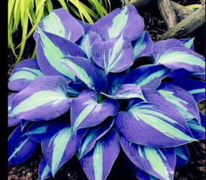 Хоста Аурелия купить по цене от 450р. в интернет-магазине «Посадика» с доставкой почтой в в Можайске и по всей России – [изображение №1].